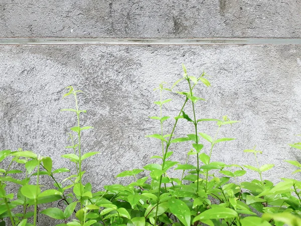 Green leaves on concrete wall, Green plant with brick wall background, green plant growing on the old wall as background, painted masonry, Green creeper plant on wall. Ivy on a white cement wall. Green creeper on white wall. Ornamental plant on the w