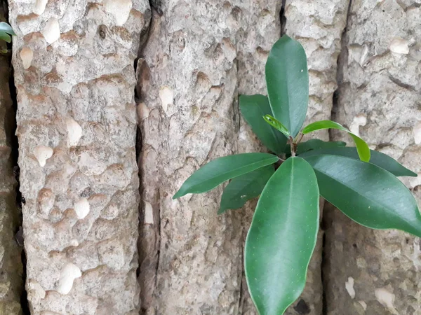 Zelené Listy Klíčí Uprostřed Stromu Malé Listové Pupeny Stromové Kůře — Stock fotografie