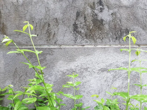 Green leaves on concrete wall, Green plant with brick wall background, green plant growing on the old wall as background, painted masonry, Green creeper plant on wall. Ivy on a white cement wall. Green creeper on white wall. Ornamental plant on the w