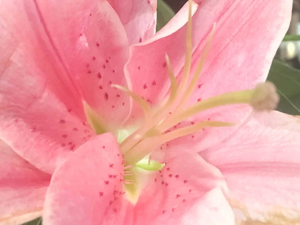 Lily Lilly Flower Closeup Close Pink Lily Flower Background Beautiful — Stock Photo, Image