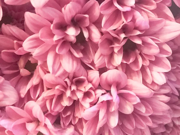 Close up of pink flower, flowers in soft color and blur style for background, Details of pink flowers, abstract intricate floral patterns, Beautiful flowers in soft color and blur style for background