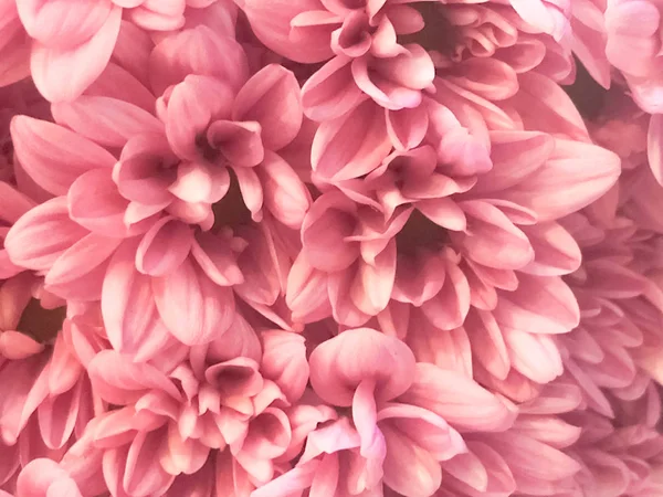 Close up of pink flower, flowers in soft color and blur style for background, Details of pink flowers, abstract intricate floral patterns, Beautiful flowers in soft color and blur style for background