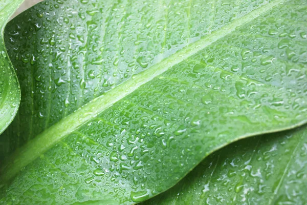 葉の上に雨が降る緑の葉の背景葉の上に水が落ちる緑の自然背景は葉の上に残る雨からの水の滴です — ストック写真