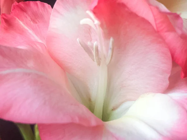 Kwiaty Tle Zbliżenie Różowy Gladiolus Piękny Różowy Gladiolus Różowe Gladiolus — Zdjęcie stockowe