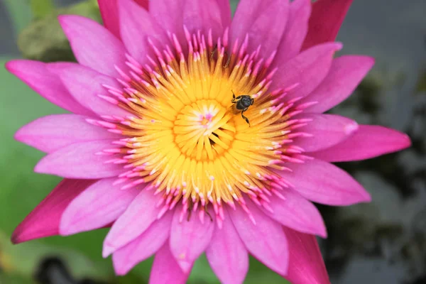 Lotus flower, bee in lotus at pond, Closeup beautiful lotus flower in natural and a little bee at leaf, Bee collect pollen from pink lotus in pond in the morning for making honey at their honeycomb