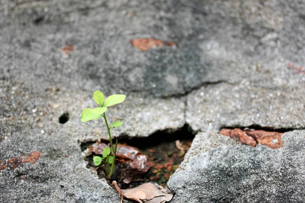 Albero Piccolo Albero Piccolo Albero Che Cresce Dal Cemento Incrinato — Foto Stock