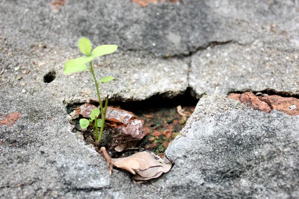 Arbre Petit Arbre Petit Arbre Poussant Partir Béton Fissuré Arbre — Photo