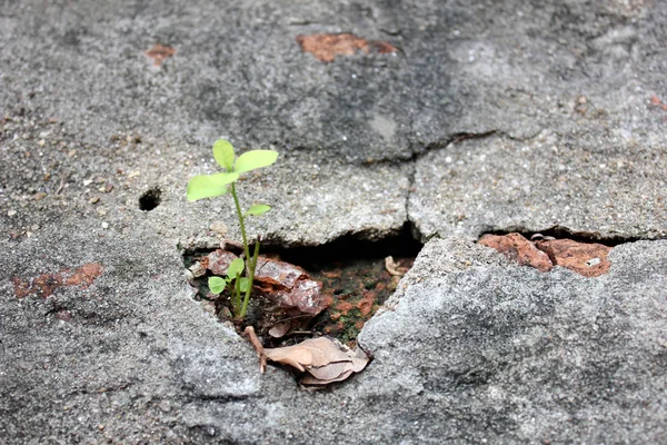 Árvore Árvore Pequena Árvore Pequena Que Cresce Concreto Rachado Árvore — Fotografia de Stock