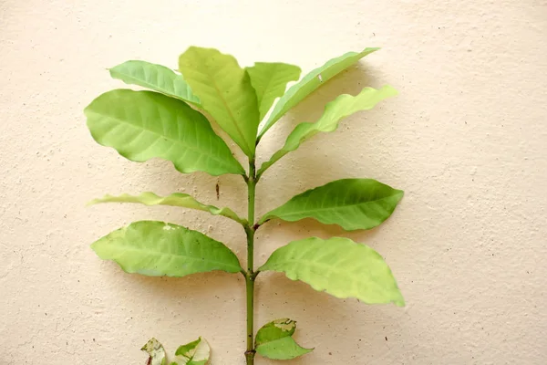 Πράσινα Φύλλα Τσιμεντένιο Τοίχο Πράσινο Φυτό Φόντο Τοίχο Από Τούβλα — Φωτογραφία Αρχείου