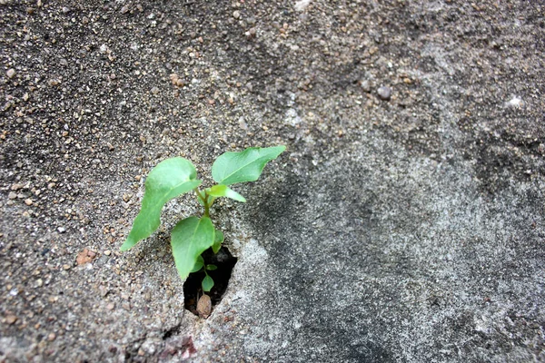 Árvore Árvore Pequena Árvore Pequena Que Cresce Concreto Rachado Árvore — Fotografia de Stock