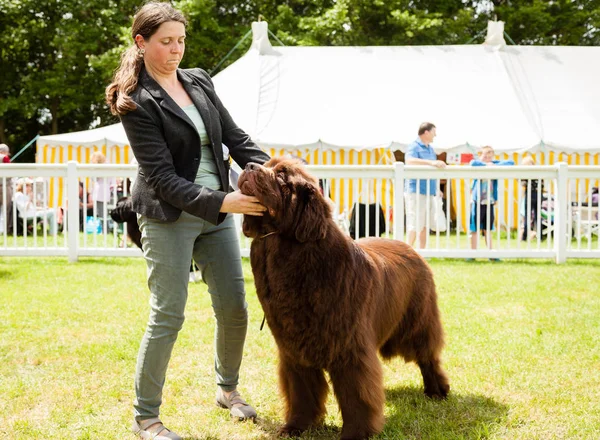 Newfoundland hond wordt beoordeeld in Staffordshire County Show Rechtenvrije Stockafbeeldingen
