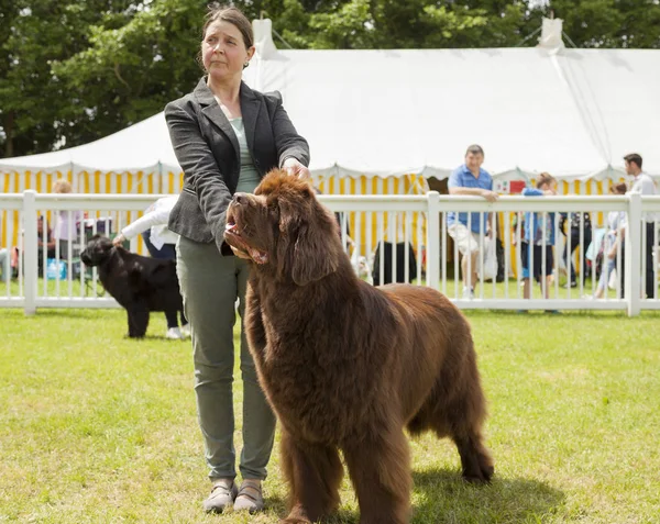 Il cane di Terranova viene giudicato allo Staffordshire County Show Fotografia Stock