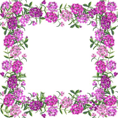Phlox çiçekli beyaz izole tebrik kartı. Mükemmel baskı için tebrik kartları, Giysi, yatak çarşafları, kumaş, tekstil, duvar kağıdı, ambalaj kağıdı, hediye kutusu.