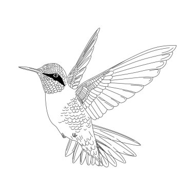 Hummingbird hand drawn seamless pattern vector illustration background clipart