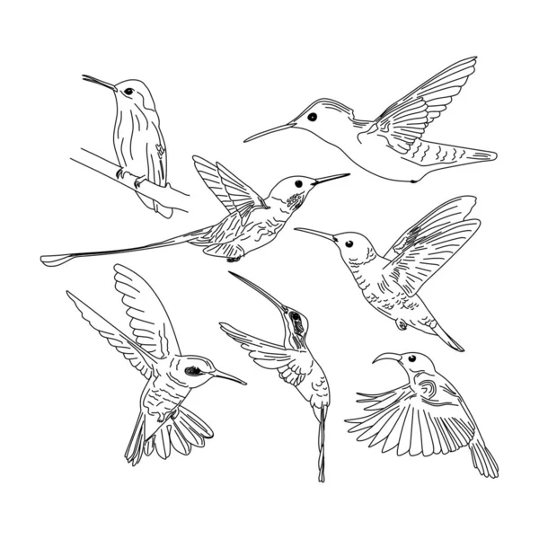 Hummingbird Mão Desenhado Esboço Conjunto Coleções Fundo Vetor Ilustração —  Vetores de Stock