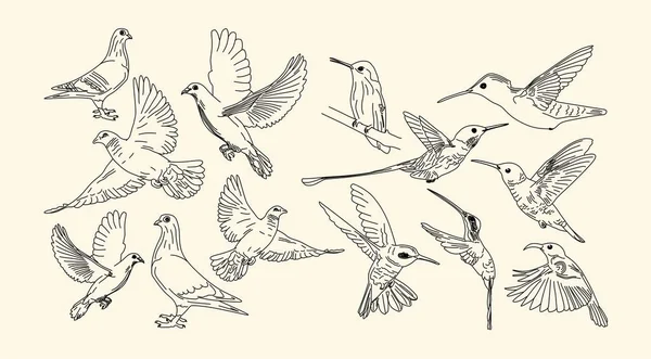 Коллекции Векторного Набора Рисунков Птиц Колибри Голуби Голуби Чайки — стоковый вектор
