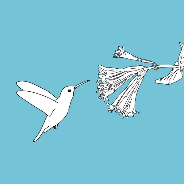 Гудящая Птица Нарисованная Голубом Фоне — стоковый вектор