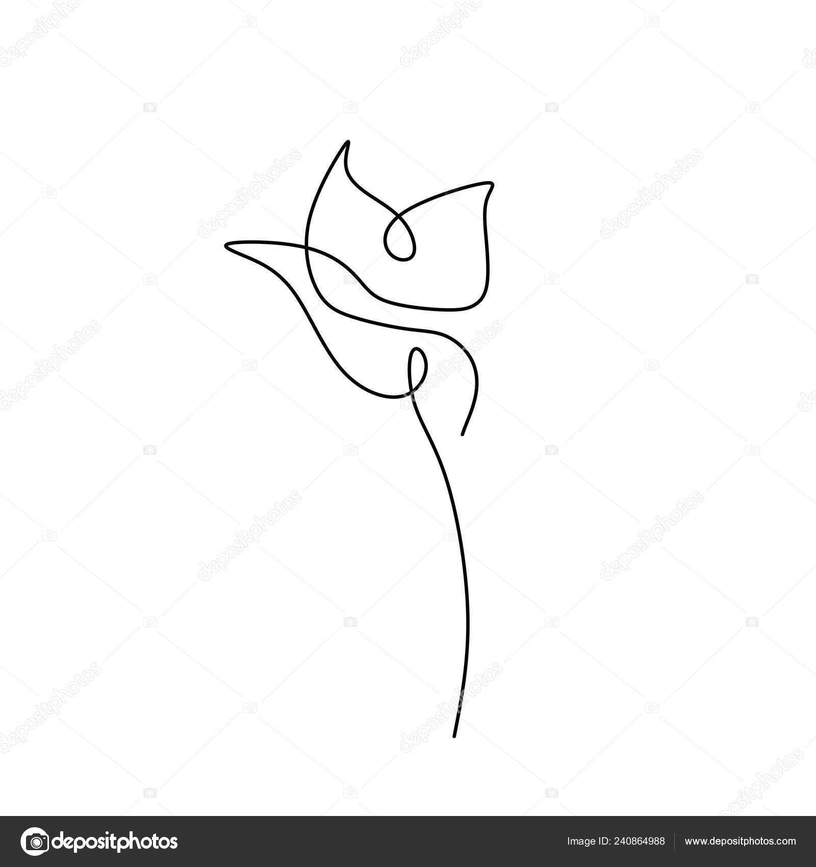 Lilie Blume Blühende Eine Ununterbrochene Linie Kunst Zeichnung Vektor