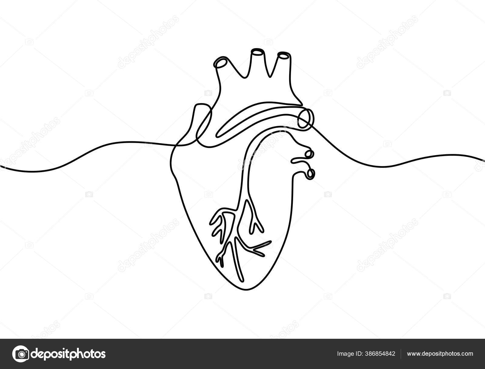 Vektorgrafiken Hart Anatomie Hand Tekenen Vektorbilder Hart Anatomie Hand Tekenen Seite 9 Depositphotos