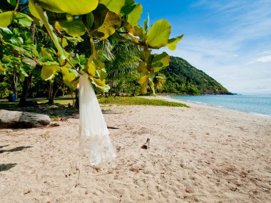 Gelin peçe bir tropik ağaç üzerinde asılı.