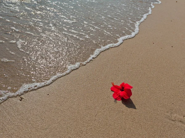 Červený Květ Žlutým Pískem Průzračnou Vodou Tropická Pozadí — Stock fotografie