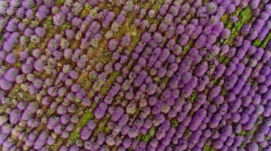 Lavanta alan havadan görünümü. Üstten görünüm.