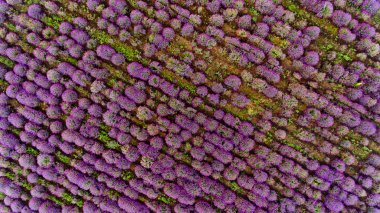 Lavanta alan havadan görünümü. Üstten görünüm.