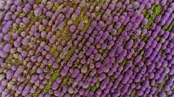 Lavendel Veld Luchtfoto Bovenaanzicht — Stockfoto