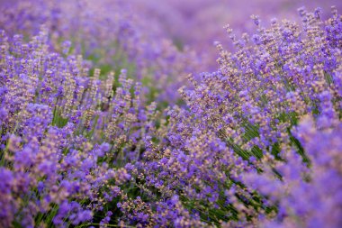 Yumuşak odak çiçek, güzel lavanta çiçek çiçeklenme.