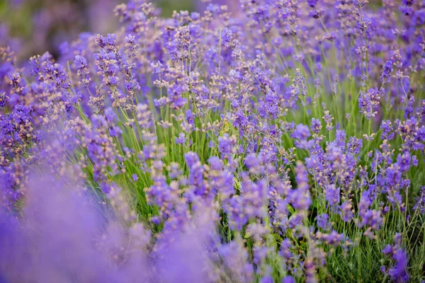 Flores Enfoque Suave Hermosas Flores Lavanda Floreciendo —  Fotos de Stock