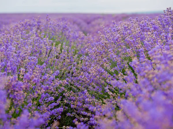 Soft Focus Flowers Beautiful Lavender Flowers Blooming — Stock Photo, Image