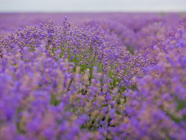 Flores Enfoque Suave Hermosas Flores Lavanda Floreciendo —  Fotos de Stock