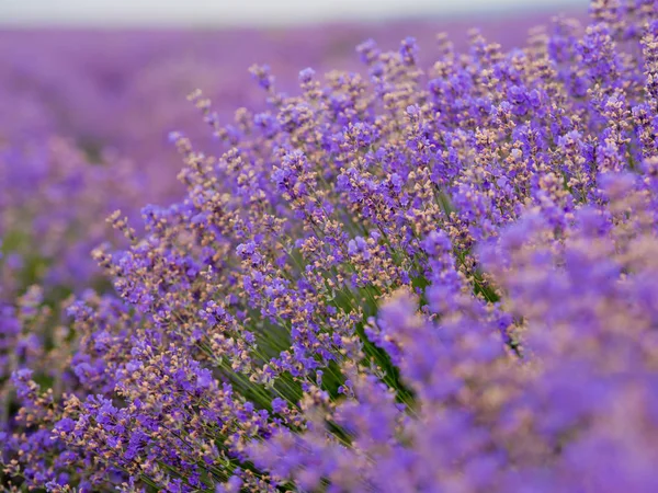 Flores Enfoque Suave Hermosas Flores Lavanda Floreciendo —  Fotos de Stock