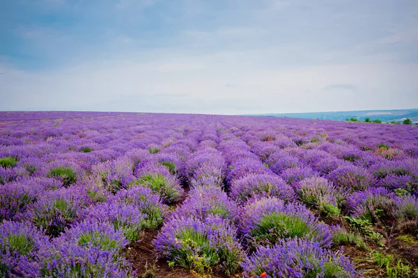 Hermoso Campo Lavanda Día Verano —  Fotos de Stock