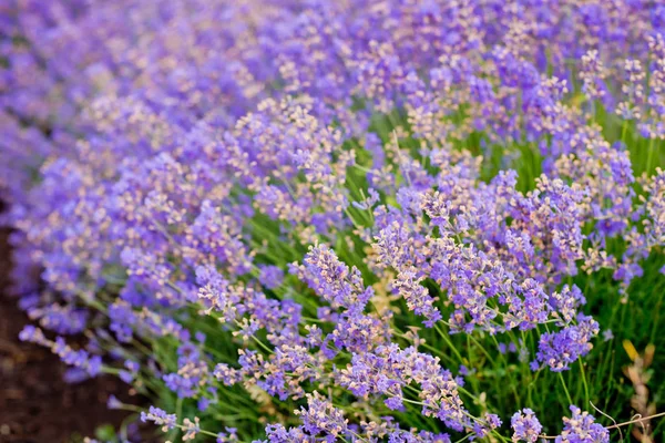 Flores Enfoque Suave Hermosas Flores Lavanda Floreciendo —  Fotos de Stock