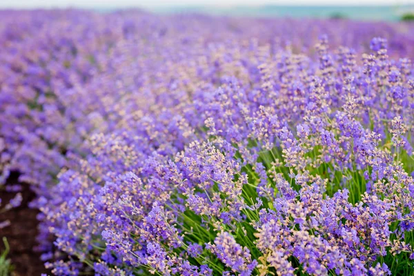 Flores Enfoque Suave Hermosas Flores Lavanda Floreciendo —  Fotos de Stock