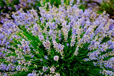 Lavanta yakın çekim bir çalı. Seçici odak.