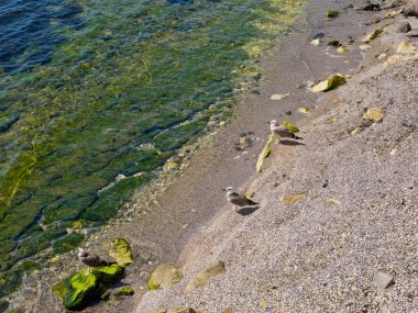 Sahilde üç martı.