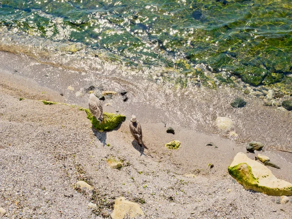 Zwei Möwen Strand — Stockfoto