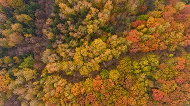 Üstten görünüm renkli sonbahar Şehir Parkı. Güzel bir doğa manzarası.