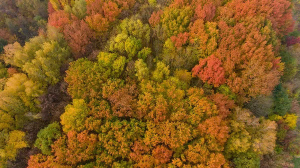 五颜六色的秋城公园的顶部景色 美丽的自然景观 — 图库照片