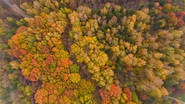 Blick Von Oben Auf Den Farbenfrohen Herbst Stadtpark Schöne Aussicht — Stockfoto