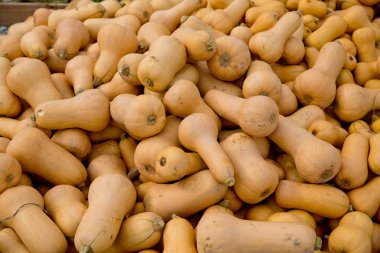 Sonbaharda sarı kabak arka plan.