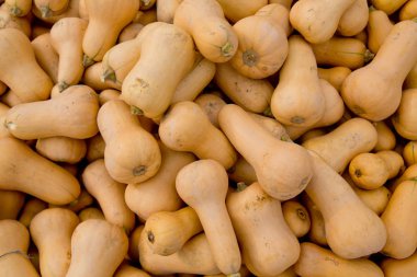 Sonbaharda sarı kabak arka plan.