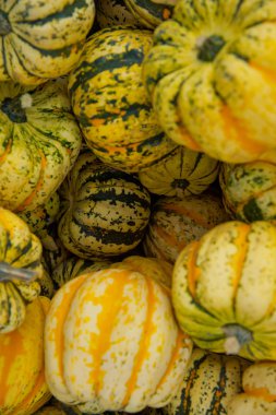 Tiger mini kabaklar pazar yerinde. Kabaklar arka plan.