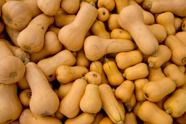 Sonbaharda sarı kabak arka plan. Yakın çekim.