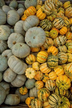 Güz gri ve tiger mini kabaklar arka plan.