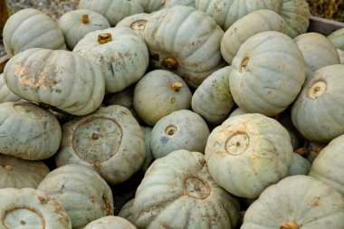 Güz gri kabaklar arka plan. Yakın çekim.