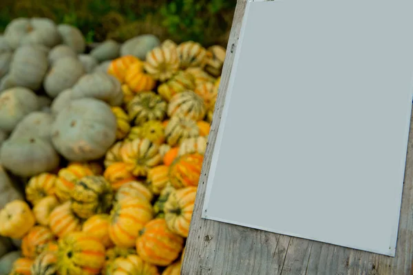 Mini Citrouilles Tigrées Sur Marché — Photo