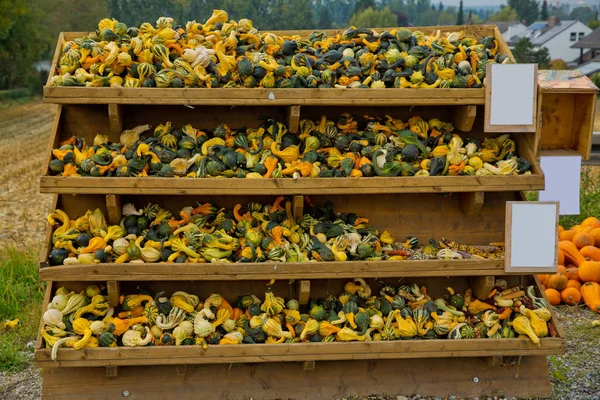 Une Variété Citrouilles Décoratives Colorées Sur Place Marché — Photo